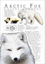 Infographic of an Arctic Fox