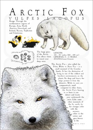 Infographic of an Arctic Fox