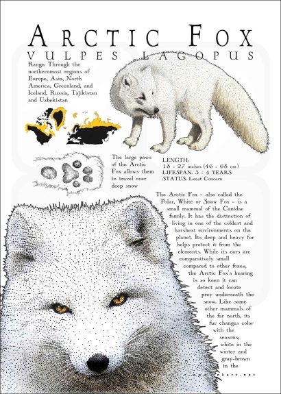 Infographic of an Arctic Fox