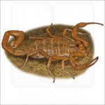 Arizona Bark Scorpion drawing