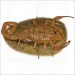 Arizona Bark Scorpion drawing