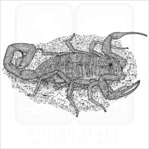 Arizona Bark Scorpion black and white drawing
