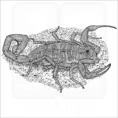 Arizona Bark Scorpion black and white drawing