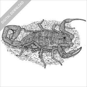 Arizona Bark Scorpion black and white stock drawing