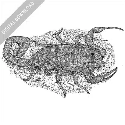 Arizona Bark Scorpion black and white stock drawing