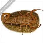 Arizona Bark Scorpion stock image