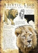 Asiatic or Persian Lion infographic
