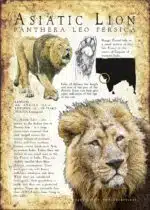 Asiatic or Persian Lion infographic