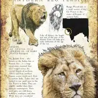 Asiatic or Persian Lion infographic