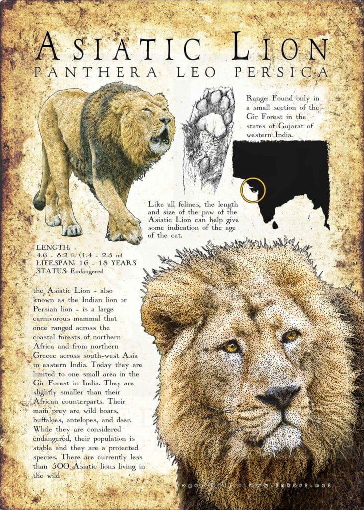 Asiatic Lion Poster Print - Wildlife Art