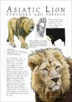 Poster design of an Asiatic or Persian Lion