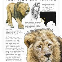 Poster design of an Asiatic or Persian Lion