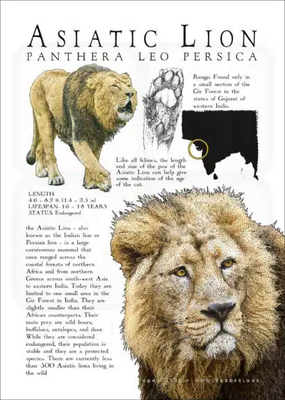 Poster design of an Asiatic or Persian Lion