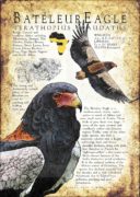 Bateleur Eagle infographic