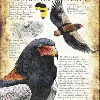 Bateleur Eagle infographic