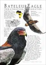 Bateleur Eagle poster