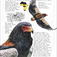 Bateleur Eagle poster