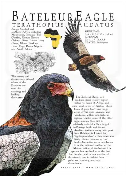 Bateleur Eagle poster