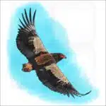 Bateleur Eagle illustration