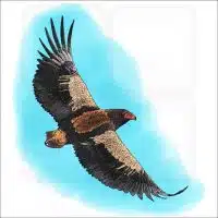 Bateleur Eagle illustration
