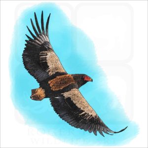 Bateleur Eagle illustration