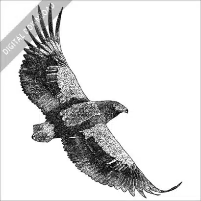 Black and white stock art drawing of a Downloadable high-resolution stock art image of a Bateleur Eagle