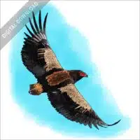 Bateleur Eagle stock image