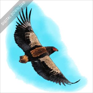 Bateleur Eagle stock image