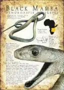 Black Mamba infographic