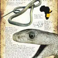 Black Mamba infographic