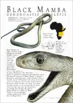Black Mamba poster