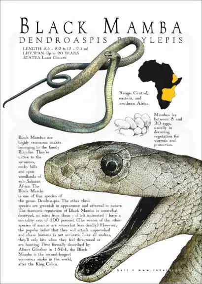 Black Mamba poster