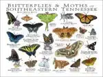 Butterflies and Moths of Southeastern Tennessee poster print