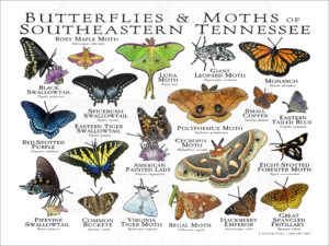 Butterflies and Moths of Southeastern Tennessee poster print