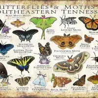 Butterflies and Moths of Southeastern Tennessee poster print