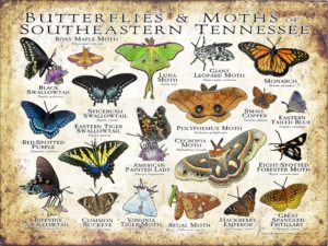 Butterflies and Moths of Southeastern Tennessee poster print