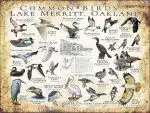 Common Birds of Lake Merritt, Oakland poster print