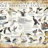 Common Birds of Lake Merritt, Oakland poster print