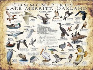 Common Birds of Lake Merritt, Oakland poster print