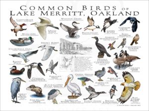Common Birds of Lake Merritt, Oakland poster print