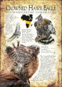 Crowned Hawk-Eagle poster print