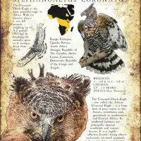Crowned Hawk-Eagle poster print
