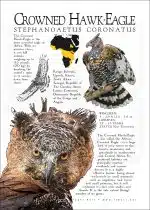 Crowned Hawk-Eagle illustration
