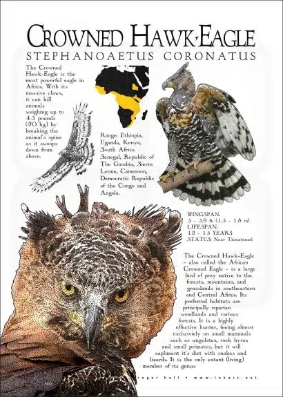 Crowned Hawk-Eagle illustration
