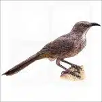 Curve-Billed Thrasher drawing