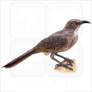 Curve-Billed Thrasher drawing