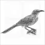 Curve-Billed Thrasher black and white drawing