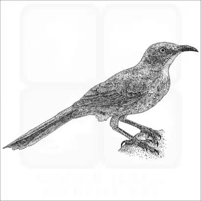 Curve-Billed Thrasher black and white drawing