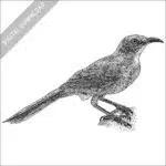 Curve-Billed Thrasher black and white stock illustration