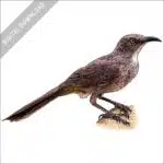 Stock art drawing of a Curve-Billed Thrasher